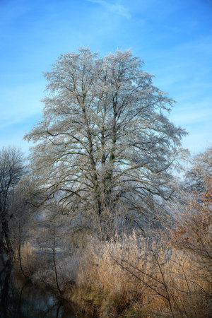 Winter scenic in a landscape conservation area called Goachat near Schrobenhausen (Bavaria, Germany)の写真素材