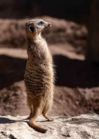 Closeup of a watchful meerkat (Suricata suricatta) guardの写真素材