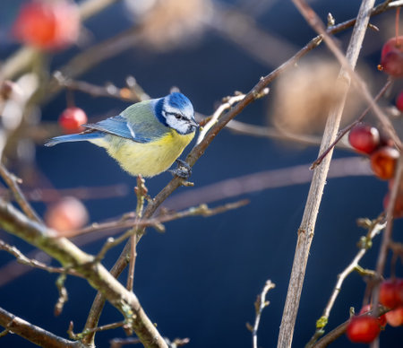 Blue tit bird sitting on the twig of a treeの写真素材