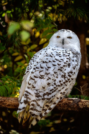Closeup of a white snowy owl (Bubo scandiacus)の写真素材