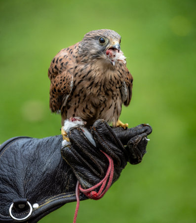 Falcon eating its reward on the hand of the faloncerの写真素材