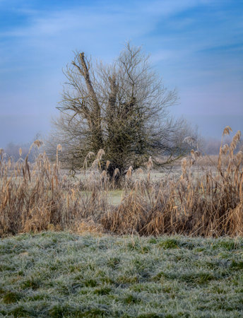 Winter scenic in a landscape conservation area near Schrobenhausen (Bavaria, Germany)の写真素材