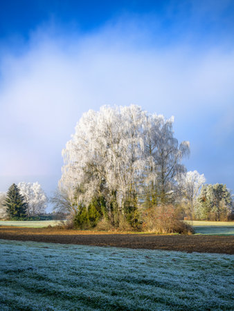 Winter landscape with a group of frosted birch trees at a field seen in Schrobenhausen (Bavaria, Germany)の写真素材