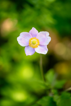 Pink blossom of an anemone flowerの写真素材