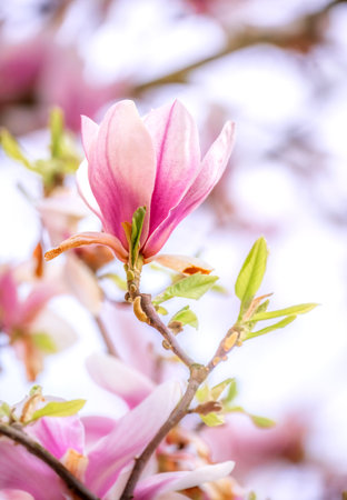 Spring scenic with a flowering magnolia tree with pink blossomsの写真素材