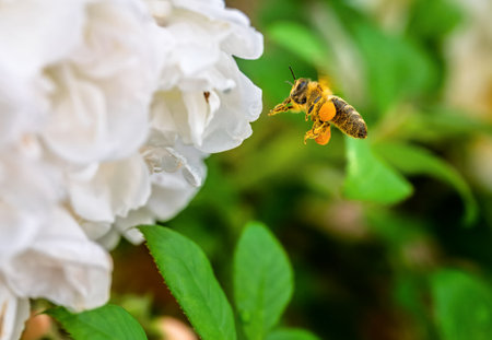 Macro of a bee flying to a white rose blossomの写真素材