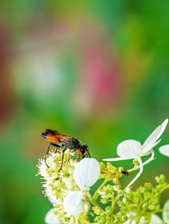 Macro of a golden digger wasp on a hydrangea flower