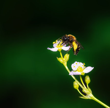 Macro of a wild bee on a common  water plantain blossom