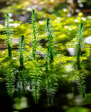 Closeup of common mare's-tail water plants in a pondの写真素材