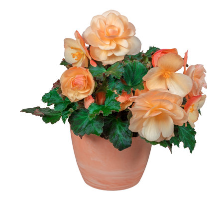Closeup of an isolated potted begonia flowerの写真素材