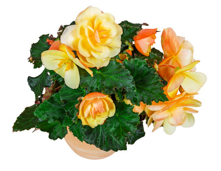 Closeup of an isolated potted begonia flowerの写真素材