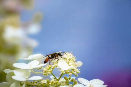 Macro of a golden digger wasp on a hydrangea flower
