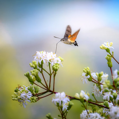 Macro of a flying hummingbird hawkmoth at a seven son flower bushの写真素材