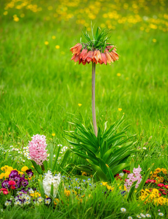 Outstanding orange fritillaria imperialis flowerの写真素材
