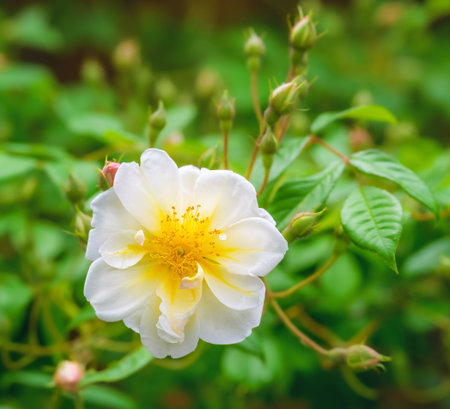 Blossom of an white rambling rose flower bushの写真素材