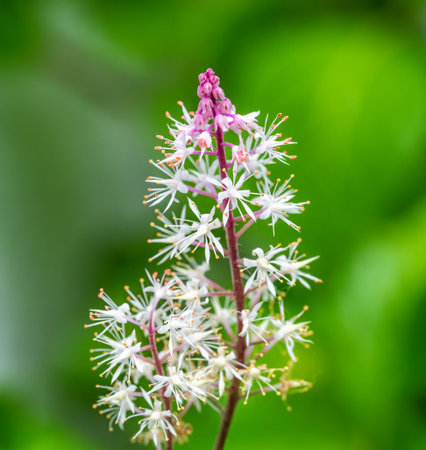 Macro of a (tiarella) foamflower blossomの写真素材