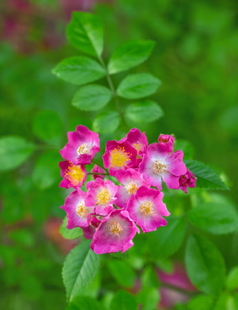 Blossoms of a purple rambling rose flower bush