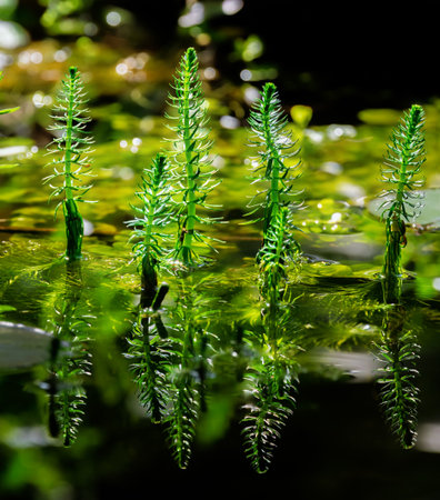 Closeup of common mare's-tail water plants in a pondの写真素材