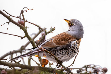 Closeup of a fieldfare bird sitting on a tree