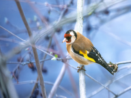 Closeup of an European goldfinch sitting on a branch