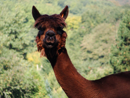 Alpaka - Alpacca starrtの写真素材