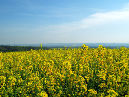 rapefield in springの写真素材