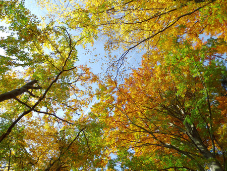 Treetops in autumnの写真素材