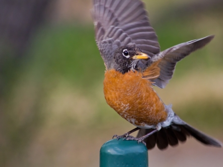 American Robin の写真素材