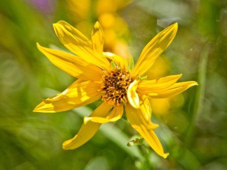 Yellow flowerの写真素材