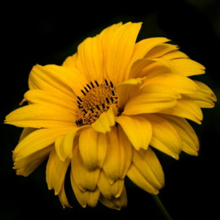 Yellow flower の写真素材
