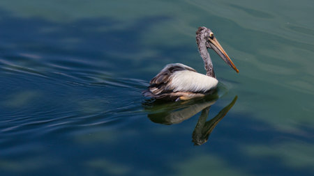 Beautiful pelicanの写真素材