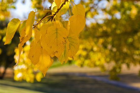 autumn yellow leaves 