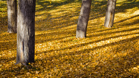 Autumn Park Fall Landscape 