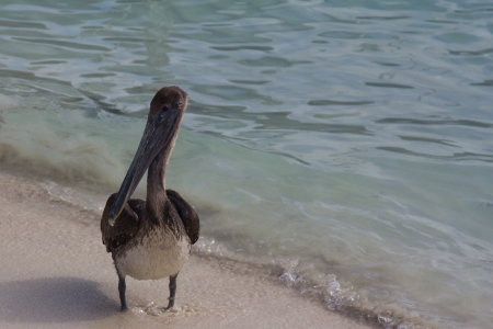 Brown Pelicanの写真素材