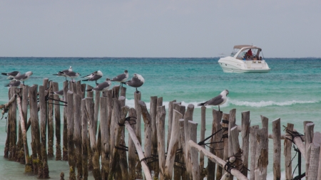 boat bridge and and a boat on Cancun beachの写真素材