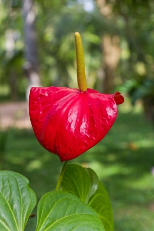 close up of a beautiful red Arum  の写真素材