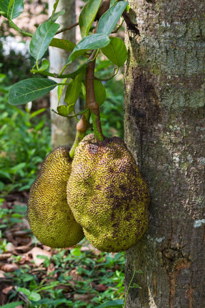 A tree branch full of jack fruits