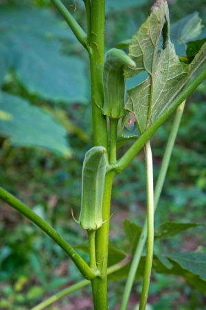 fresh okra on a tree Lady s Finger  の写真素材