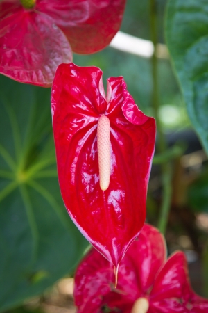 close up of a beautiful red Arumの写真素材