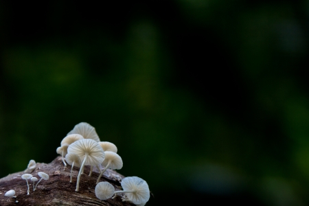 Beautiful nature theme background for cards or postersの写真素材