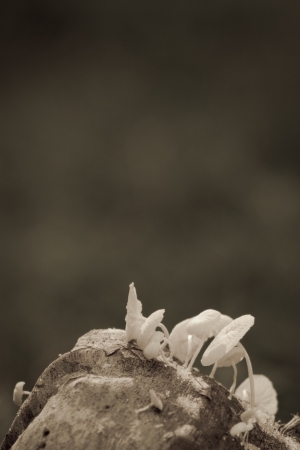 Beautiful nature theme background with mushrooms for cards or posters の写真素材