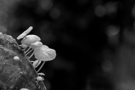 Beautiful nature theme background with mushrooms for cards or postersの写真素材