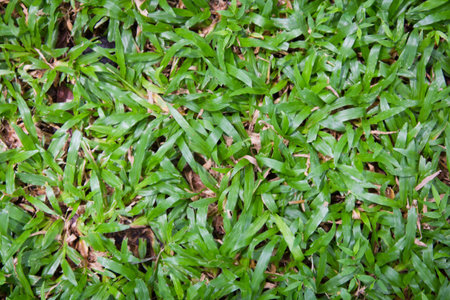 green grass texture for background 