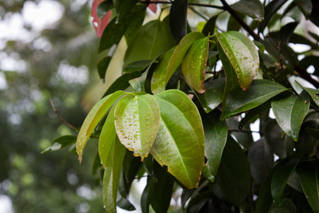 cinnamon leaves on a treeの写真素材