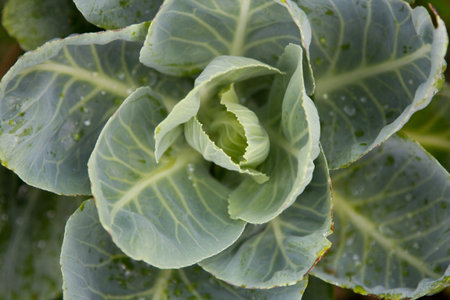 Cabbage 
