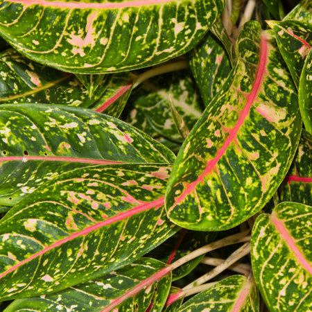 multi color leaves background or texture