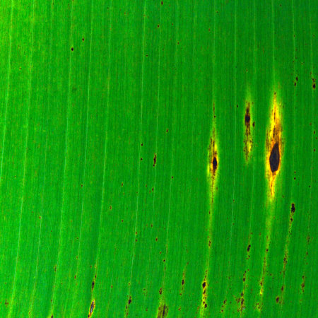lush green banana leaf background or textureの写真素材