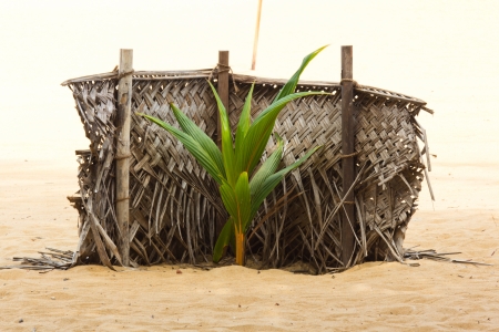 Young coconut plants on the beachの写真素材
