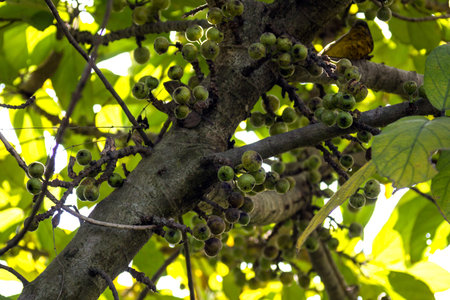Abacus Plant Fruit