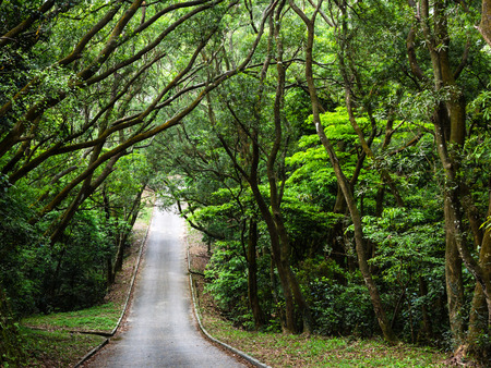 Road through a country park in Hong Kongの写真素材